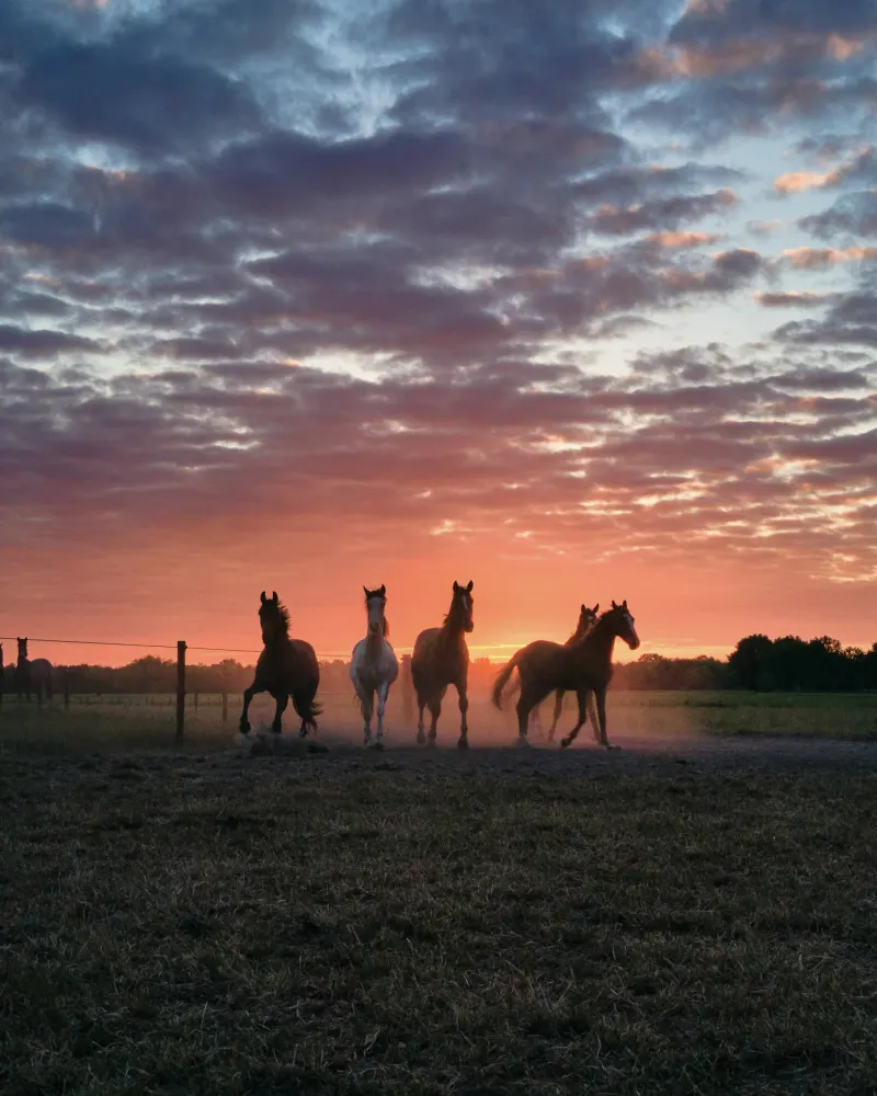 Paarden in het tegenlicht bij zonsondergang